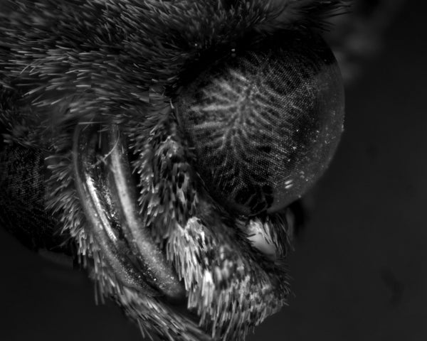 Moth analysis using an Olympus SC50 camera and Huvitz Microscope